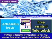 Lactobacillus brevis as a beneficial probiotic.