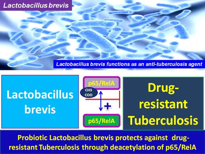 Adopt a Bacterium Lactobacillus brevis A Listly List