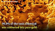 Bacteria turn a toxic chemical into pure gold