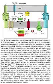 diagram showing detoxification of gold complexes as part of transition metal resistance in C. metallidurans