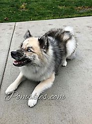 Pomsky Puppy Adoption in California