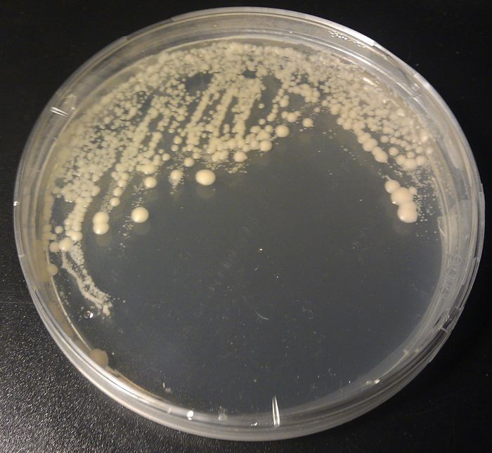 Adopt a bacterium- lactobacillus bulgaricus | A Listly List