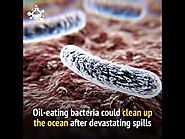 Oil-eating bacteria could help clean up oil spills.