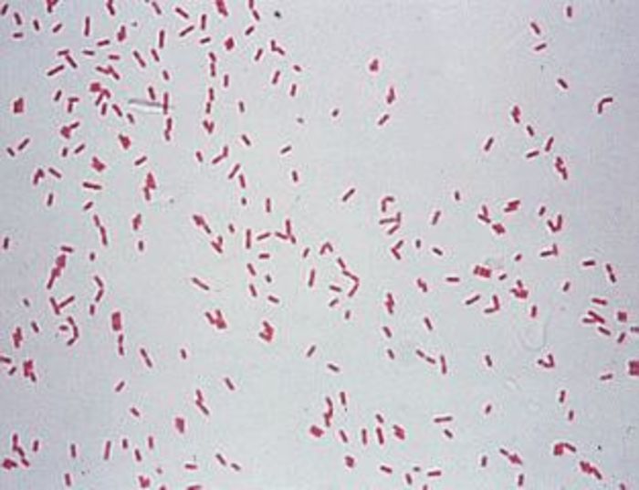 Adopt a bacterium - Pseudomonas syringae | A Listly List