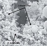 D. audaxviator is a thermophilic endolith