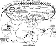 The image below is a model of all the chemical reactions required to sustain D. audaxviator and its single-species ec...