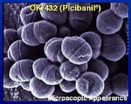 streptococcus pygenes OK-432 as observed under the microscope.