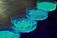 Light-emitting P. luminescens cultured in a laboratory Petri Dish