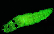 More about the Photorhabdus luminescens