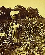 The Economics of Cotton | US History I (OS Collection)