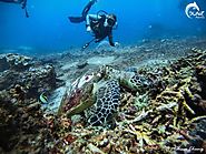 Full Pack Best Scuba Diving In Bali, To Enjoy the Amazing Underwater Scenery – Thesnapchattv