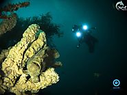 Bali Diving For A Greater Scenery Under The Sea | Mastibids
