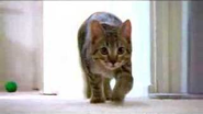 The Mean Kitty Song - YouTube