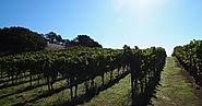 Savor your Love for Wine by going on Wine Country Private Tour