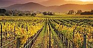 You need Tour to Napa Valley to Fuel your Mind with Peace