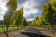 Discover New Places and Make your Trip Memorable with Napa Valley Tours