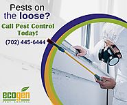 Some Imperative Considerations Before Hiring A Pest Control Professional - EcoGen Pest