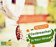 How Can You Tell That There Are Cockroaches In Your House? - EcoGen Pest