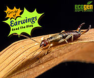 What Are Earwigs And How To Get Rid Of Them? - EcoGen Pest