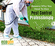 Reasons Why You Need To Hire Pest Control Professionals - EcoGen Pest