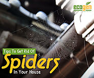 Some Effective Tips To Get Rid Of Spiders In Your House