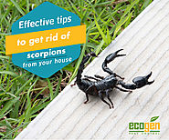 Effective tips to get rid of scorpions from your house