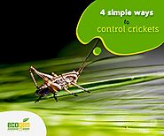 Four simple yet convenient ways to control the chaotic crickets