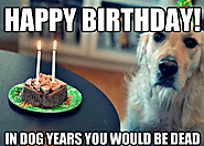 Happy Birthday Dog Meme - Funny Happy Birthday Meme