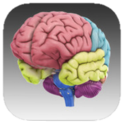 3D Brain (F/C)