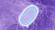 BBC - Earth - Ten bacteria with real-life superpowers