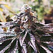 Marijuana Seeds Online