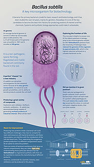 Bacillus subtilis : Structure & Function