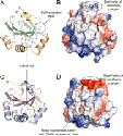 Structure and Functional Properties of Bacillus subtilis Endospore Biogenesis Factor StoA*