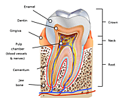 Anatomy of the tooth by dentist in Irving Tx. — Dr. Kimberly Harper, DDS | Dentist Irving, TX