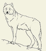 DNA My Dog Breed Test PLUS Wolf - Canid/Hybrid Test