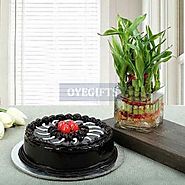 Truffle Cake N Lucky Bamboo Gifts online