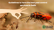 Guidelines to have the best pest control services in Delhi – Get Pest Control