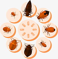 What Can You Get From Pest Control Services Delhi? – Get Pest Control