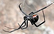 Easy Ways to Get Rid Of Spiders At Home Posted: November 28, 2019 @ 6:45 am