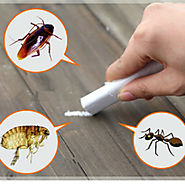 5 MOST EFFECTIVE WAYS TO GET RID OF COCKROACHES - Pest Control