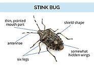 HOW TO GET RID OF BROWN MARMORATED STINK BUG - Pest Control
