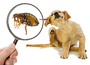 HOW TO GET RID OF FLEAS: MOST EFFECTIVE WAYS - Pest Control