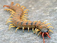 HOW TO GET RID OF HOUSE CENTIPEDES AND DO YOU REALLY NEED TO DO IT? - Pest Control