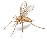 HOW TO GET RID OF MOSQUITOES AND SAND FLIES? - Pest Control
