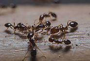 Fairfax Pest Control | Arlington Termite Treatment | My Exterminator