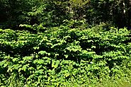 Knotweed Ammanford - Removal, Control and Treatment Services - South Wales Knotweed Removal