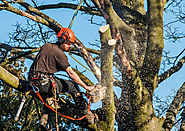 Tree Felling South Wales FAQ's - South Wales Knotweed Removal
