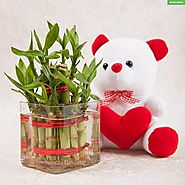 Send Lucky Bamboo with teddy Online - YuvaFlowers.com