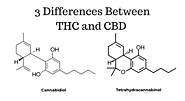 3 differences between THC and CBD