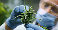 Medical Cannabis Gaining Traction as Alternative to Prescription Drugs